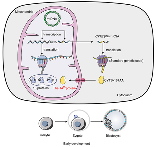 CYTB-187AA：线粒体基因编码的新蛋白质影响哺乳动物生育能力
