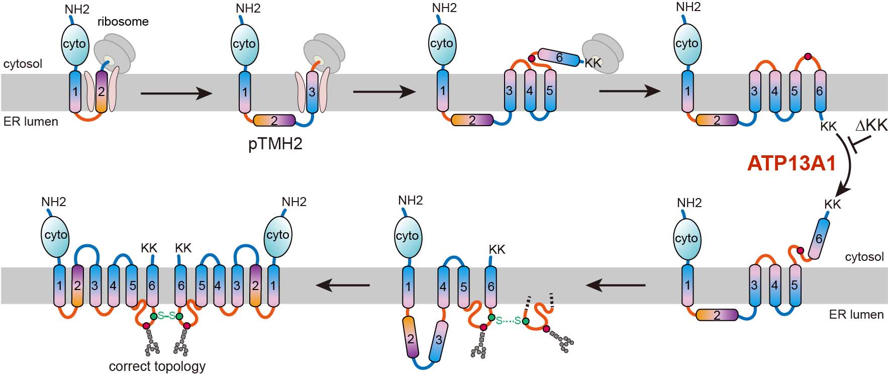 内质网中多次跨膜蛋白结构生成途径的新发现