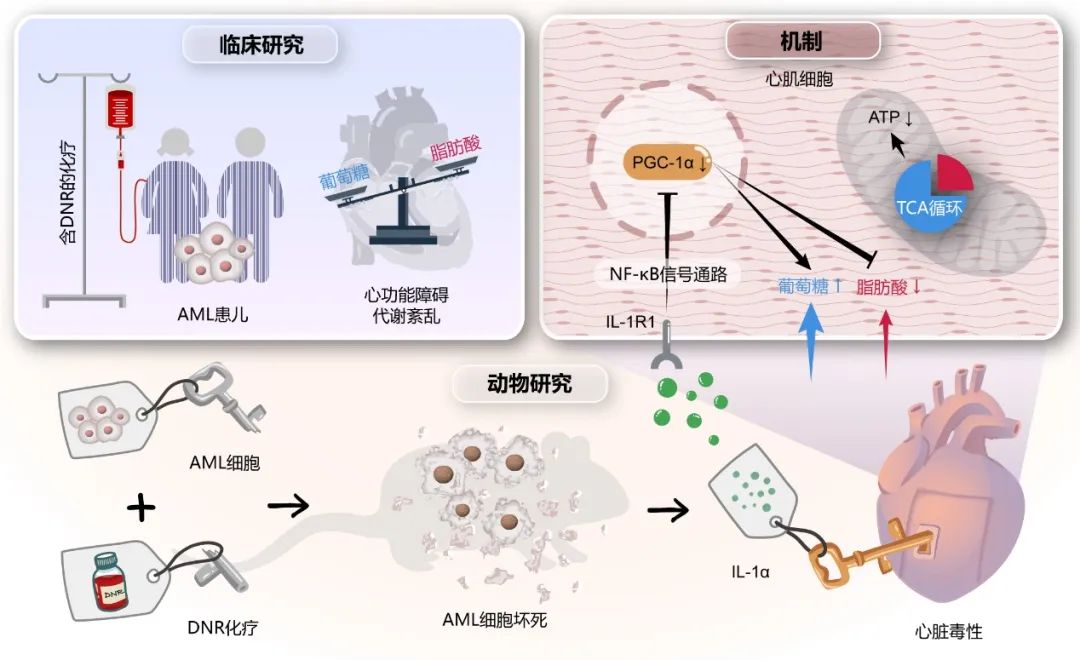 1713334852125529.jpg 51781713332892103.jpg