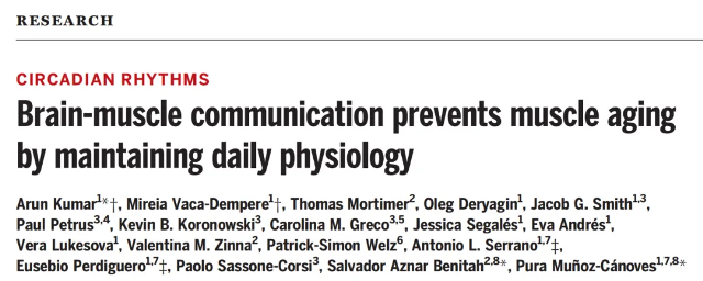 昼夜节律与生物钟：中枢与外周的协同作用