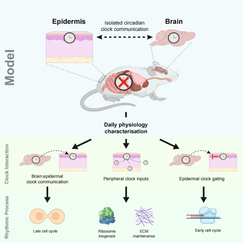 1716861529952248.png zx20240528081643676335341761.png