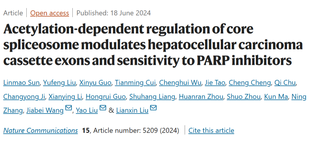 SmD2在肝细胞癌治疗中的潜力：选择性剪接和DNA损伤途径的调控