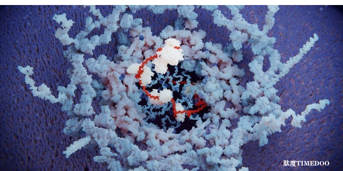 双链RNA在基因表达中的新作用：优先核输出和基因调控