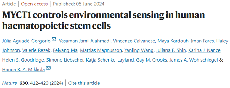 MYCT1蛋白在造血干细胞环境信号感知中的关键角色