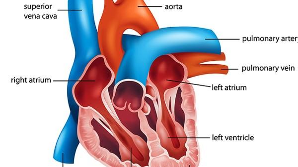 你知道怎么吃中药固元膏吗？
