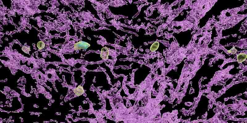 慢性乙型肝炎的免疫机制新发现：肝脏中的“睡眠定时器”