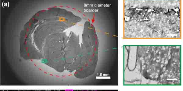 颠覆传统显微镜：新型介观物镜问世