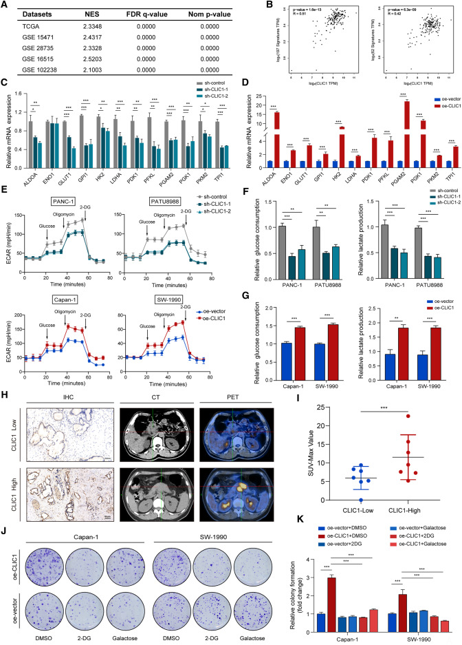 基质硬度与瓦博格效应的关键联结：CLIC1在胰腺导管腺癌中的作用新发现