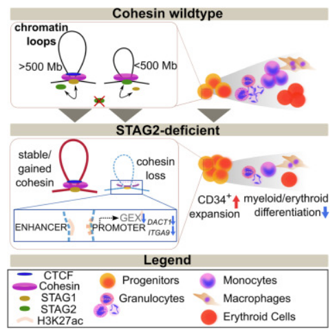 STAG2突变与急性髓性白血病中的基因调控：关键角色与潜在治疗靶点