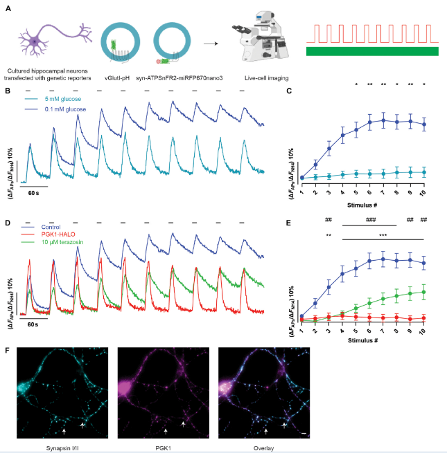 zx20240909074619752313845598 (1).png