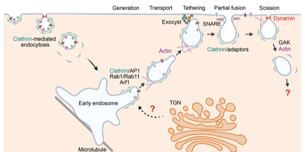 CARP囊泡：细胞内新型快速循环机制的发现与研究