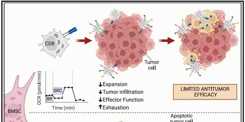 线粒体移植助力T细胞“增压”：抗肿瘤疗法的全新突破