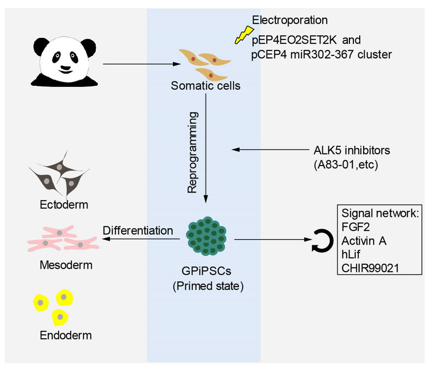 大熊猫诱导多能干细胞研究取得突破：保护与繁育的新技术路径