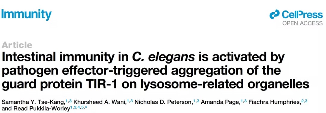 线虫破坏免疫的关键调控机制：TIR-1与溶酶体相关细胞器的作用