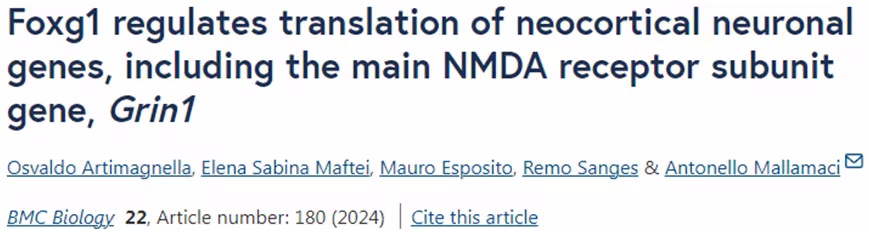 FOXG1基因的双重功能：从转录到翻译的神经发育调控机制