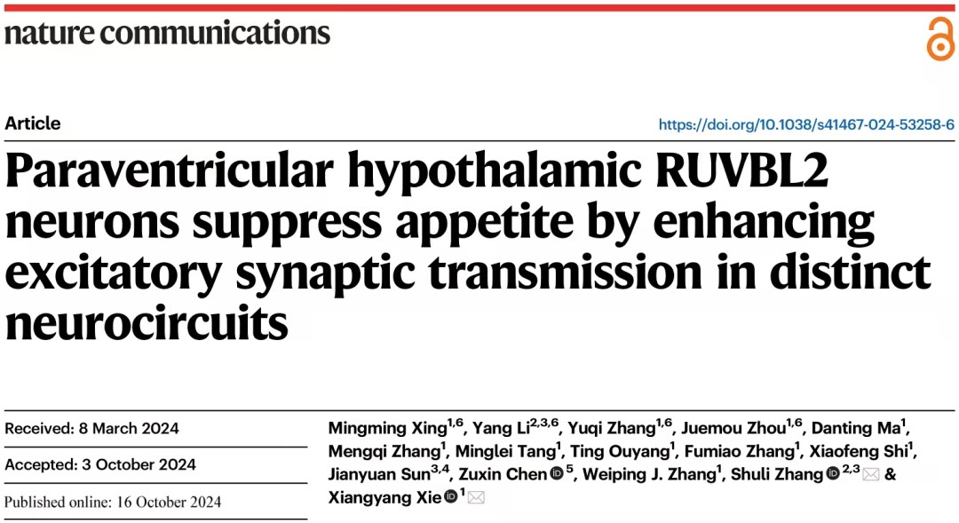 下丘脑室旁核RUVBL2神经元在食欲调节中的新机制