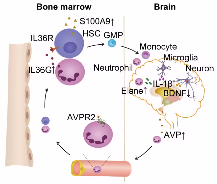 精氨酸加压素在应激引发抑郁症中的作用及机制研究