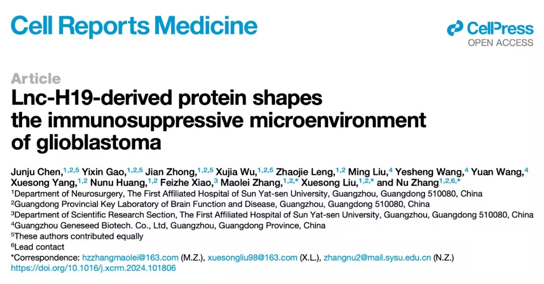 Lnc-H19衍生蛋白在胶质母细胞瘤免疫抑制微环境中的作用及其治疗潜力