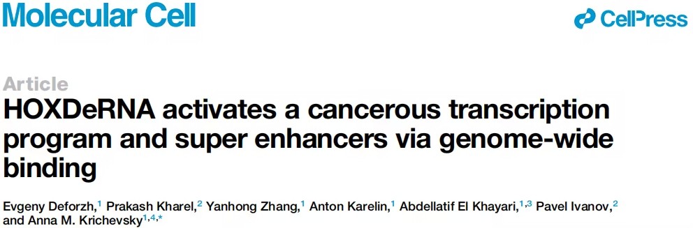 HOXDeRNA通过与EZH2相互作用激活胶质瘤转录程序及超级增强子