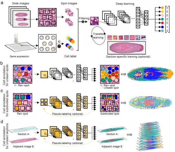 STASCAN：基于深度学习的空间转录组学精细细胞分布解码工具