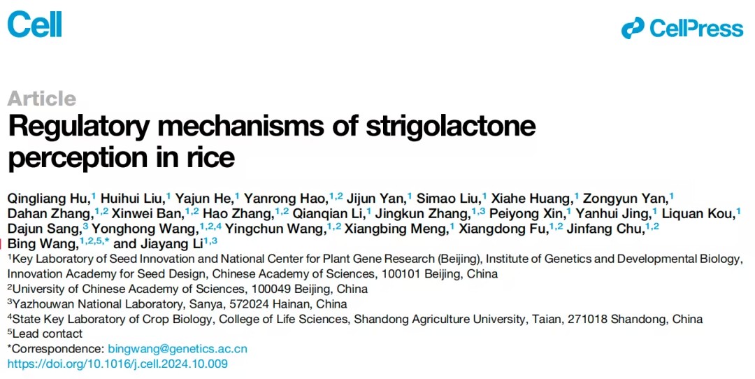 水稻独脚金内酯信号感知机制及其在氮素响应中的调控作用