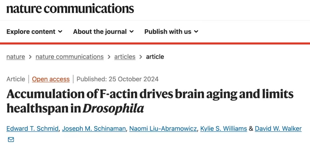 F-肌动蛋白积累引发大脑衰老并缩短健康寿命：基于果蝇模型的研究新发现