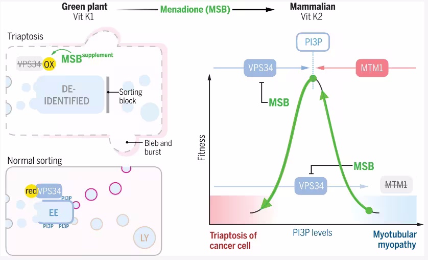 促氧化剂甲萘醌有望减缓前列腺癌进展：来自多伦多病童医院的最新研究