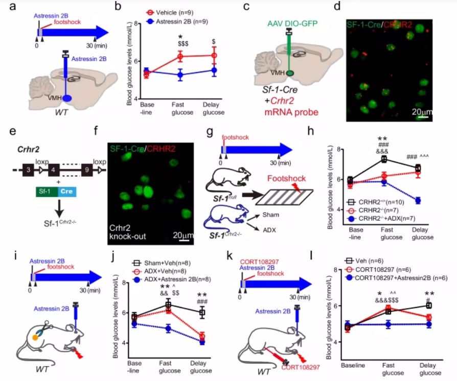 下丘脑-交感神经-肝脏轴在压力诱导葡萄糖释放中的关键作用