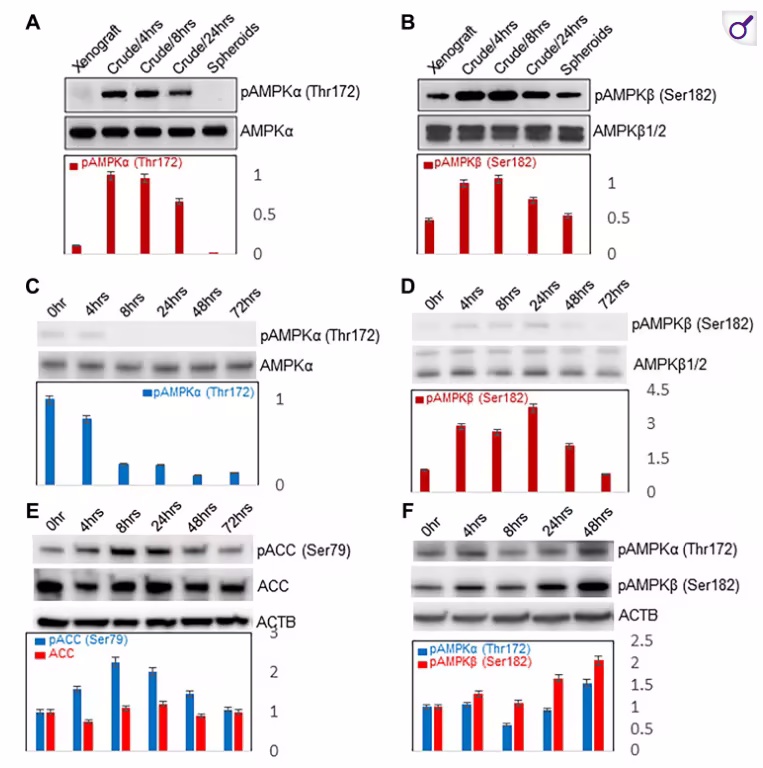 淋巴血管栓塞诱导肿瘤休眠的机制研究