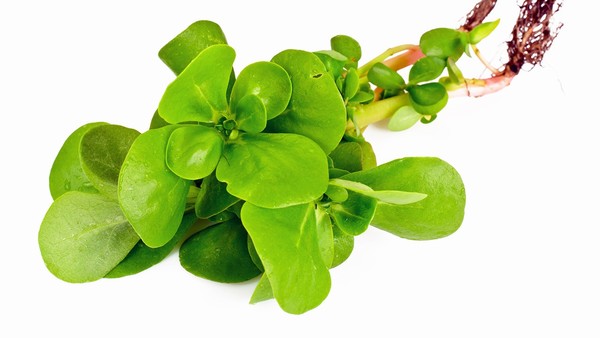 红斑痤疮的免疫系统异常