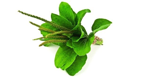 间质性肺病是否会遗传