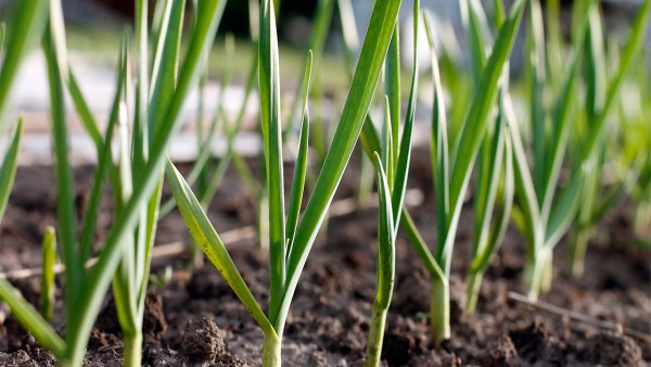 软组织肉瘤的复发几率