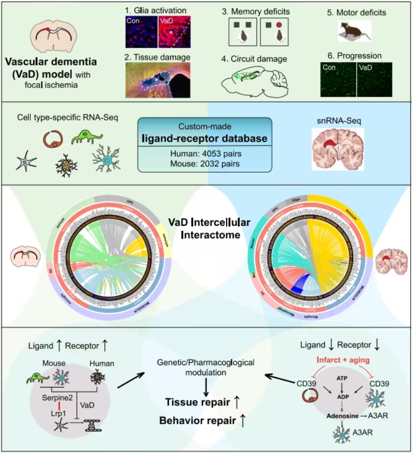 Cell研究发现血管性痴呆新治疗靶点，炎症“刹车”或成大脑修复关键