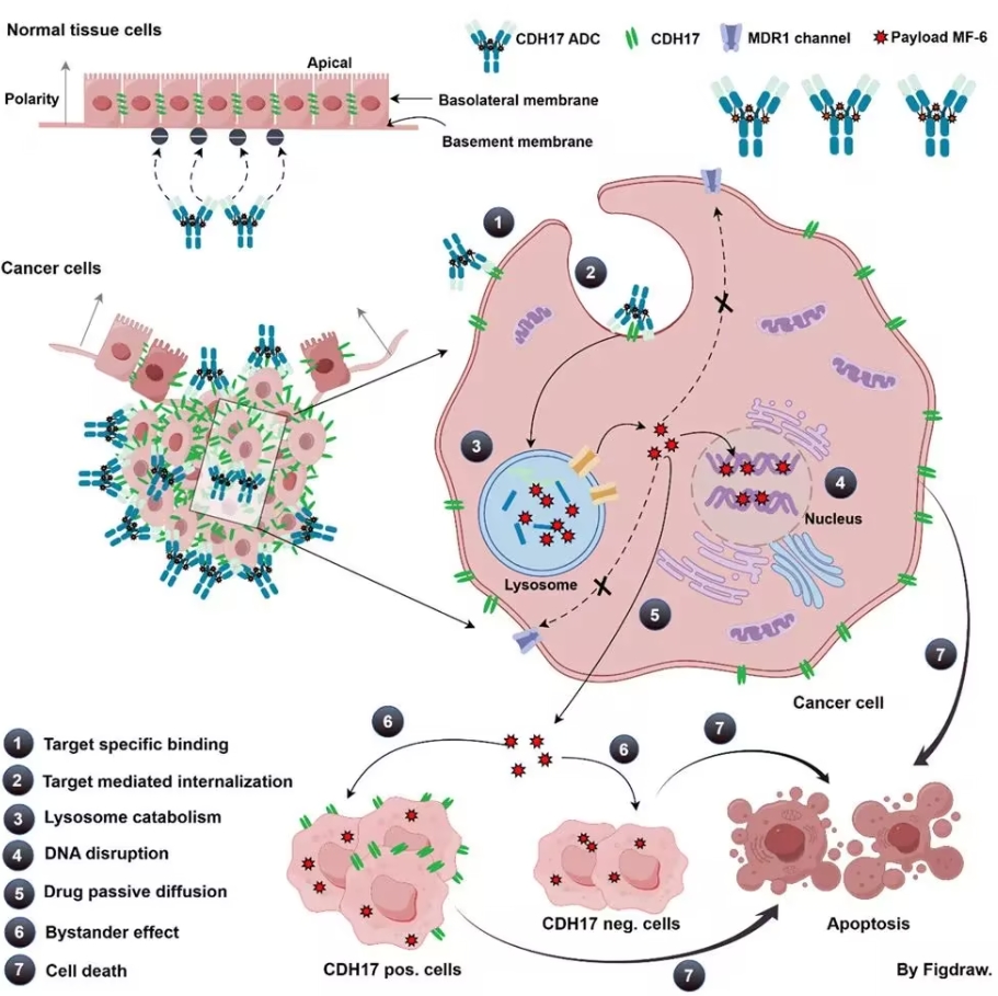 迈威生物开发新型ADC药物，助力攻克多重耐药胃肠道癌症