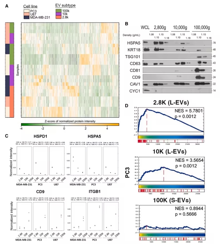 癌症诊断新突破：细胞外囊泡“巨无霸”成为液体活检的关键标记物