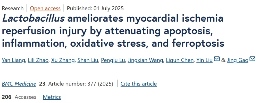 乳酸菌——心梗救治的“隐形卫士”？BMC Med研究揭示其缓解心肌损伤新机制