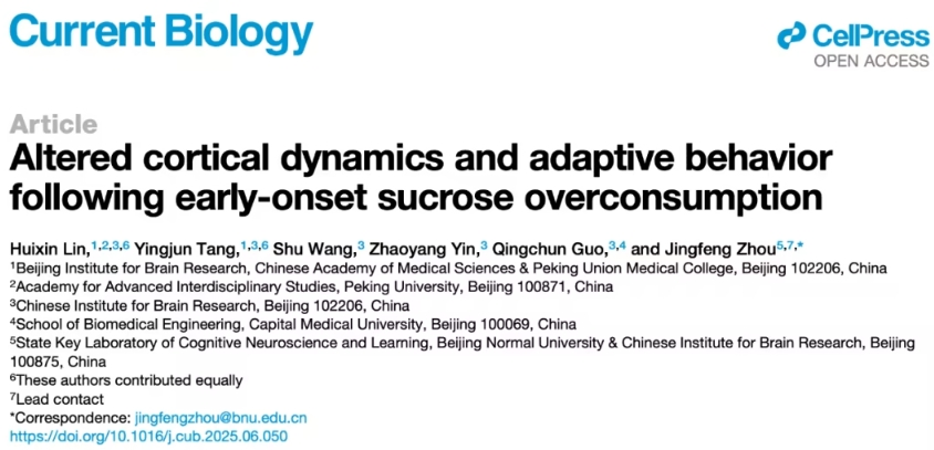 过量糖分摄入对儿童大脑功能及行为的长期影响