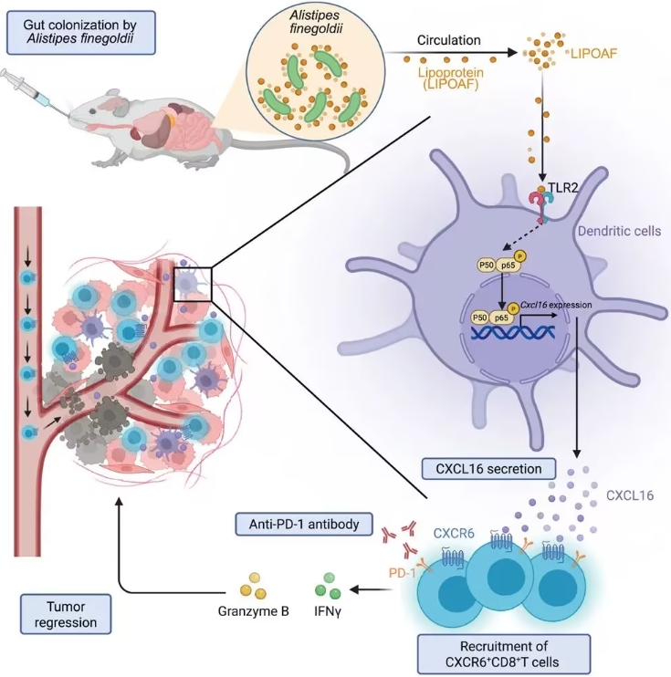 中山大学徐瑞华团队发现：肠道菌Alistipes finegoldii可提升癌症免疫治疗效果