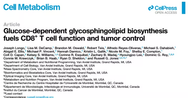 葡萄糖助力抗癌：CD8⁺ T细胞的“充电站”被发现