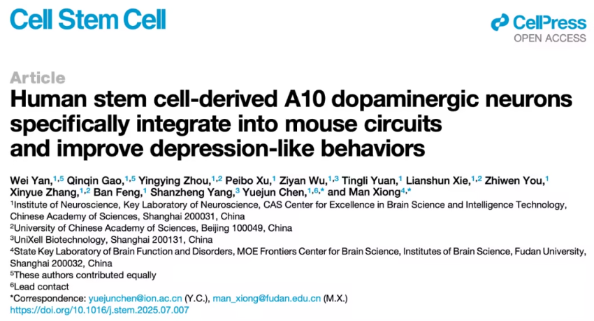 人类干细胞分化生成A10多巴胺能神经元：抑郁症治疗新突破