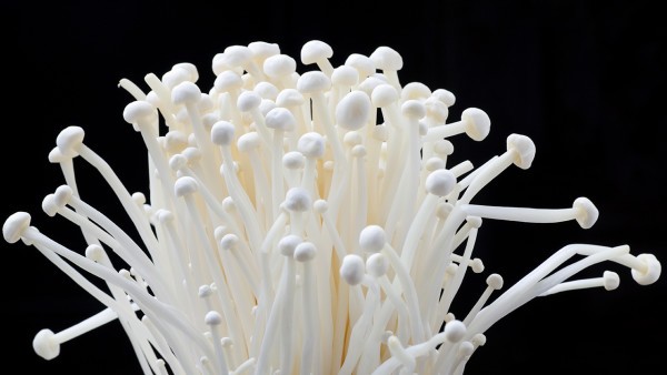 囊性纤维化的药物管理