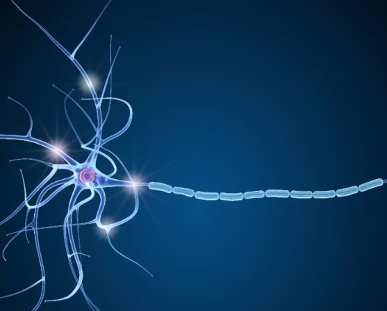 ALS研究新进展：重编程转录因子ISL1和LHX3或能逆转神经元退行性病变