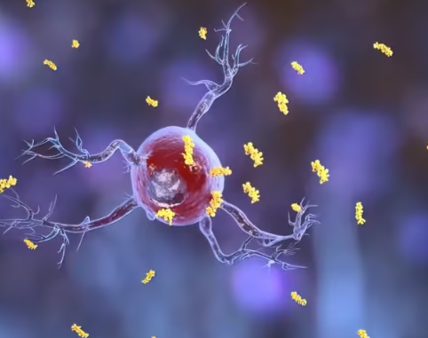 小胶质细胞促高盐饮食引发高血压：下丘脑胶质神经元相互作用新机制揭示