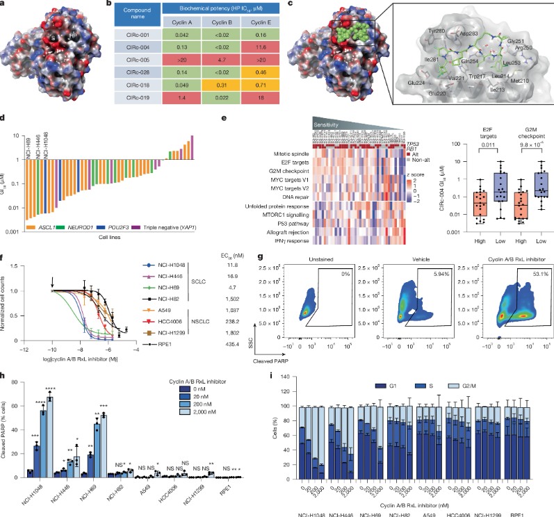 细胞周期新靶点：哈佛团队开发小细胞肺癌新型治疗策略