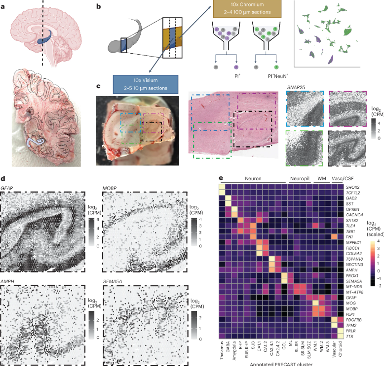 海马体分子图谱绘制新突破：深入探索大脑“记忆宫殿”的奥秘