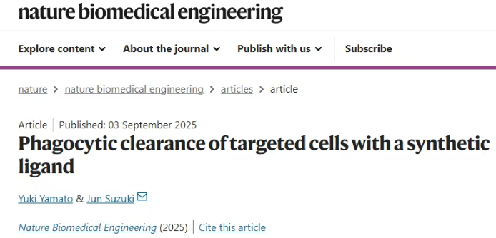 新型蛋白工具Crunch：精准清除癌细胞和异常免疫细胞的治疗新方向