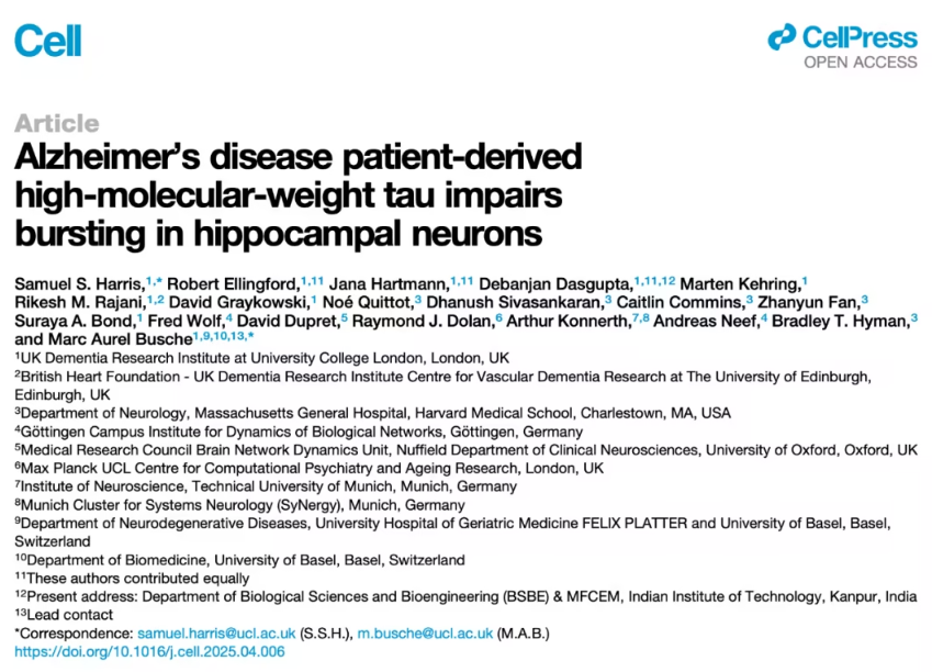 阿尔茨海默病新发现：高分子量tau蛋白损害海马体神经元爆发式放电