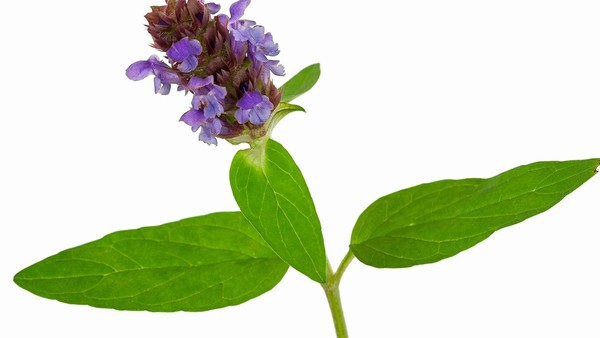 胸膜间皮瘤的药物副作用