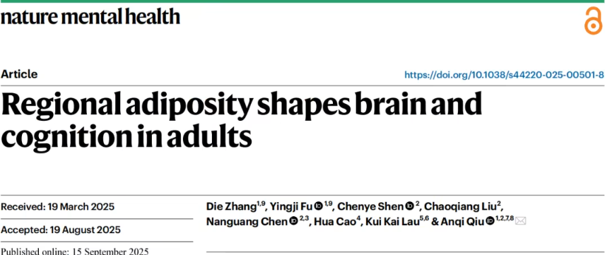 研究揭示不同部位肥胖对大脑健康的影响：内脏脂肪危害最大