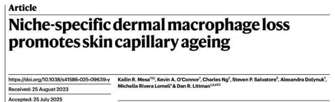 皮肤衰老新机制揭晓：毛细血管“守护神”消失是关键原因